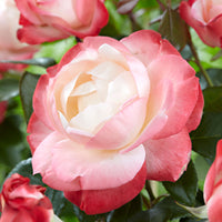 3x large-flowered rose  Rosa 'Nostalgie'® Cream-Pink - Bare rooted - Hardy plant