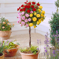 Standard Tree Rose Rosa 'Tricolor' red-pink-yellow - Hardy plant - Bare rooted