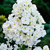 Phlox Phlox 'White Admiral' - Organic white - Hardy plant