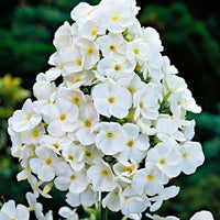 3x Phlox Phlox 'White Admiral' white - Bare rooted - Hardy plant