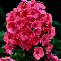 3x Phlox Phlox 'Windsor' pink - Bare rooted - Hardy plant