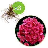 3x Phlox Phlox 'Windsor' pink - Bare rooted - Hardy plant