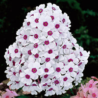 3x Phlox 'Europa' white-purple - Bare rooted - Hardy plant