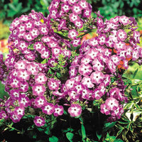 3x Phlox 'Laura' white-purple - Bare rooted - Hardy plant
