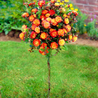 Standard Tree Rose Rosa 'Cuba Dance' orange-yellow-red - Hardy plant
