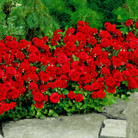 Spray rose Rosa 'Stromboli' red - Bare rooted - Hardy plant
