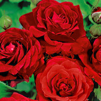 Spray rose Rosa 'Stromboli' red - Bare rooted - Hardy plant