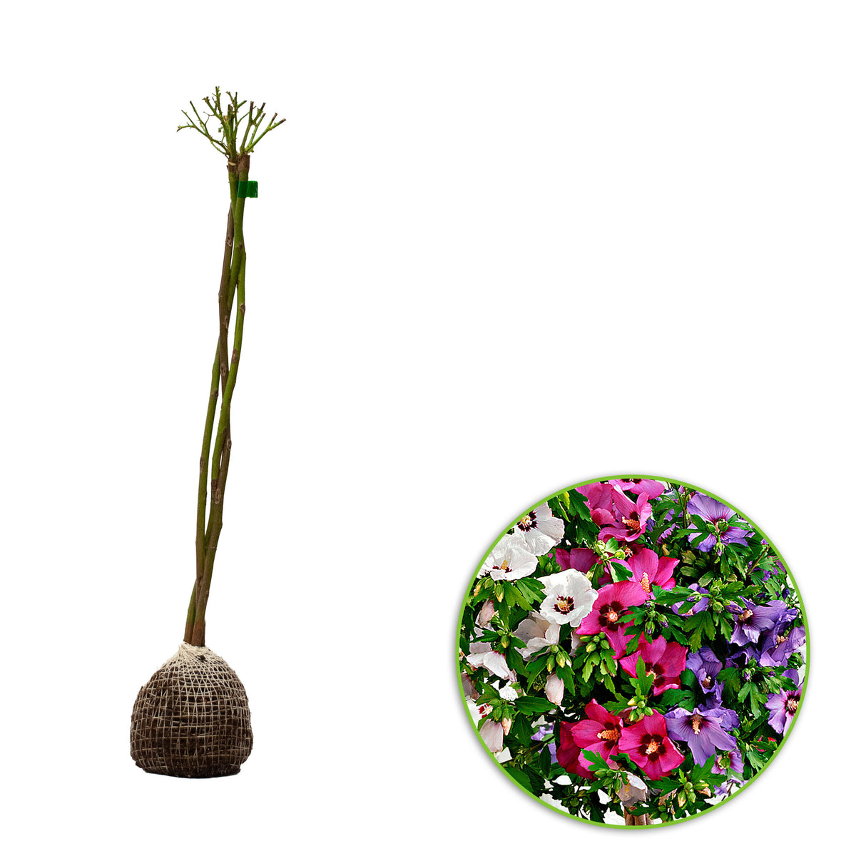 Althea shrub Hibiscus 'Hardy Hibiscus' + 'Rose of Sharon' + 'Rose Mallow' white-pink-purple - Hardy plant