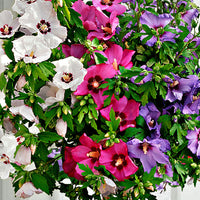 Althea shrub Hibiscus 'Hardy Hibiscus' + 'Rose of Sharon' + 'Rose Mallow' white-pink-purple - Hardy plant