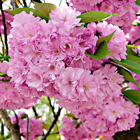 Japanese cherry tree Prunus 'Amanogawa' pink - Bare rooted - Hardy plant
