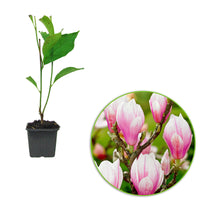 Magnolia soulangeana - Hardy plant