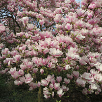 Magnolia soulangeana - Hardy plant