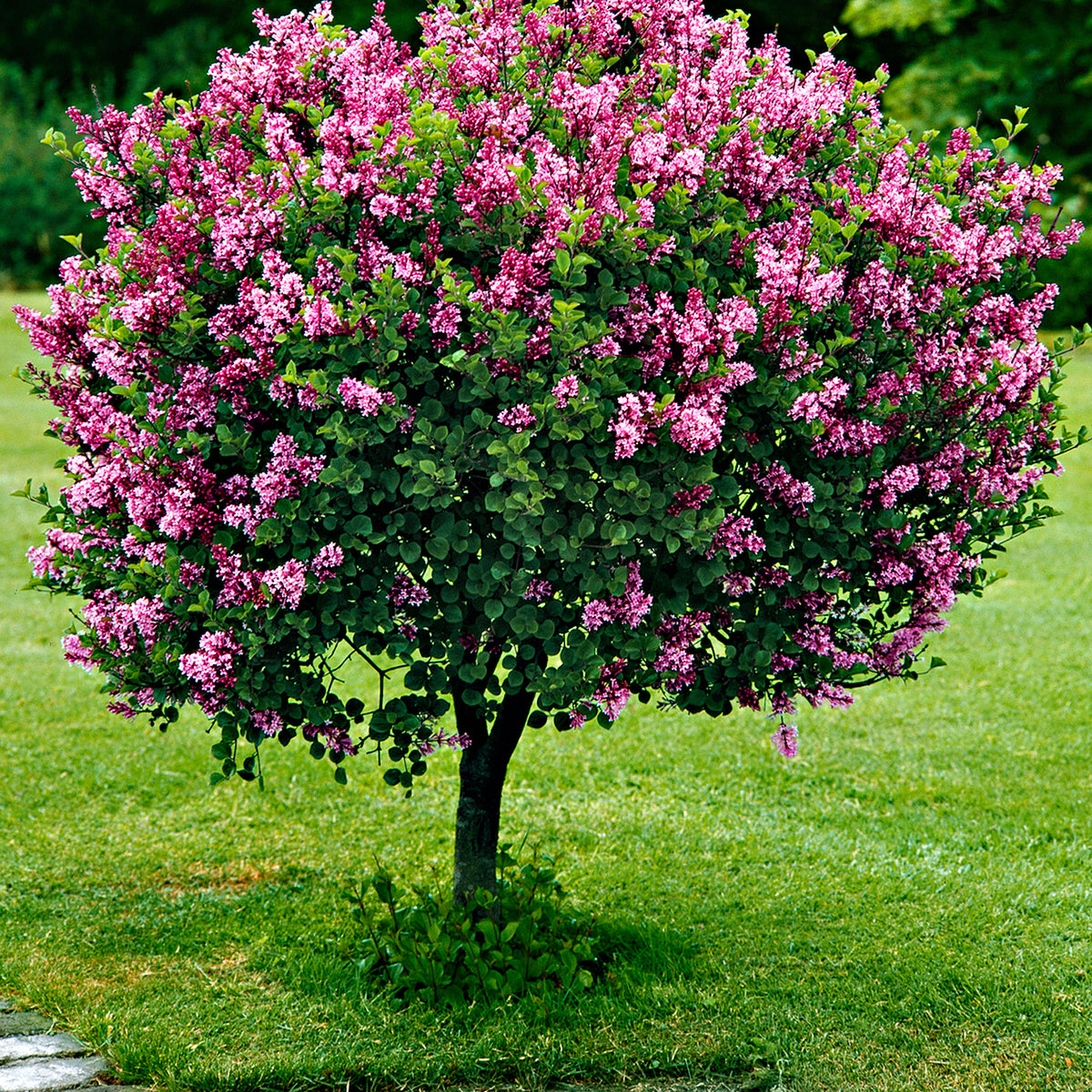 Dwarf lilac Syringa ‘Palibin’ Purple  on stem - Hardy plant