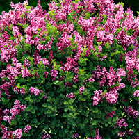 Dwarf lilac Syringa ‘Palibin’ Purple  on stem - Hardy plant