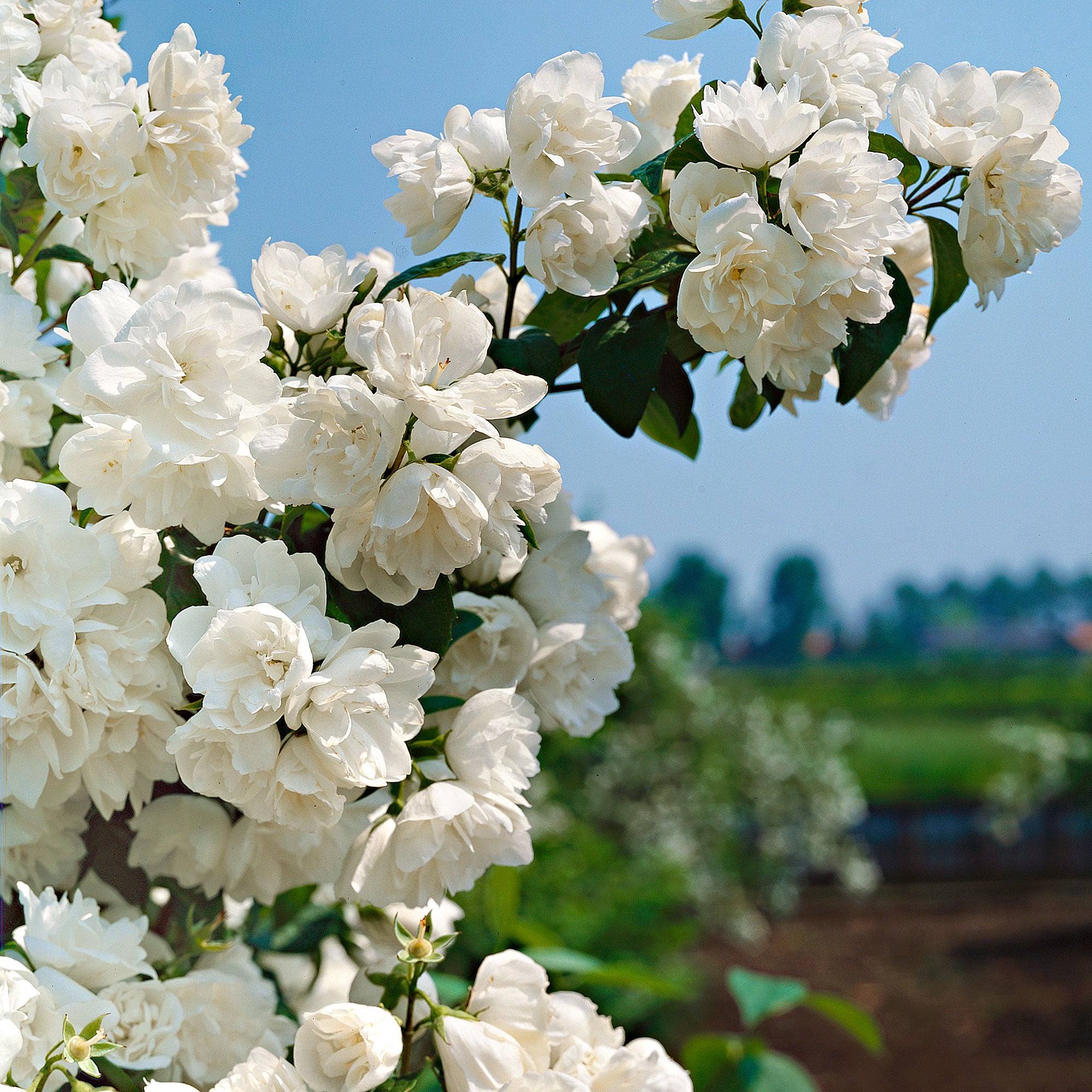 Buy ornamental shrubs now Mock orange Philadelphus 'Virginal