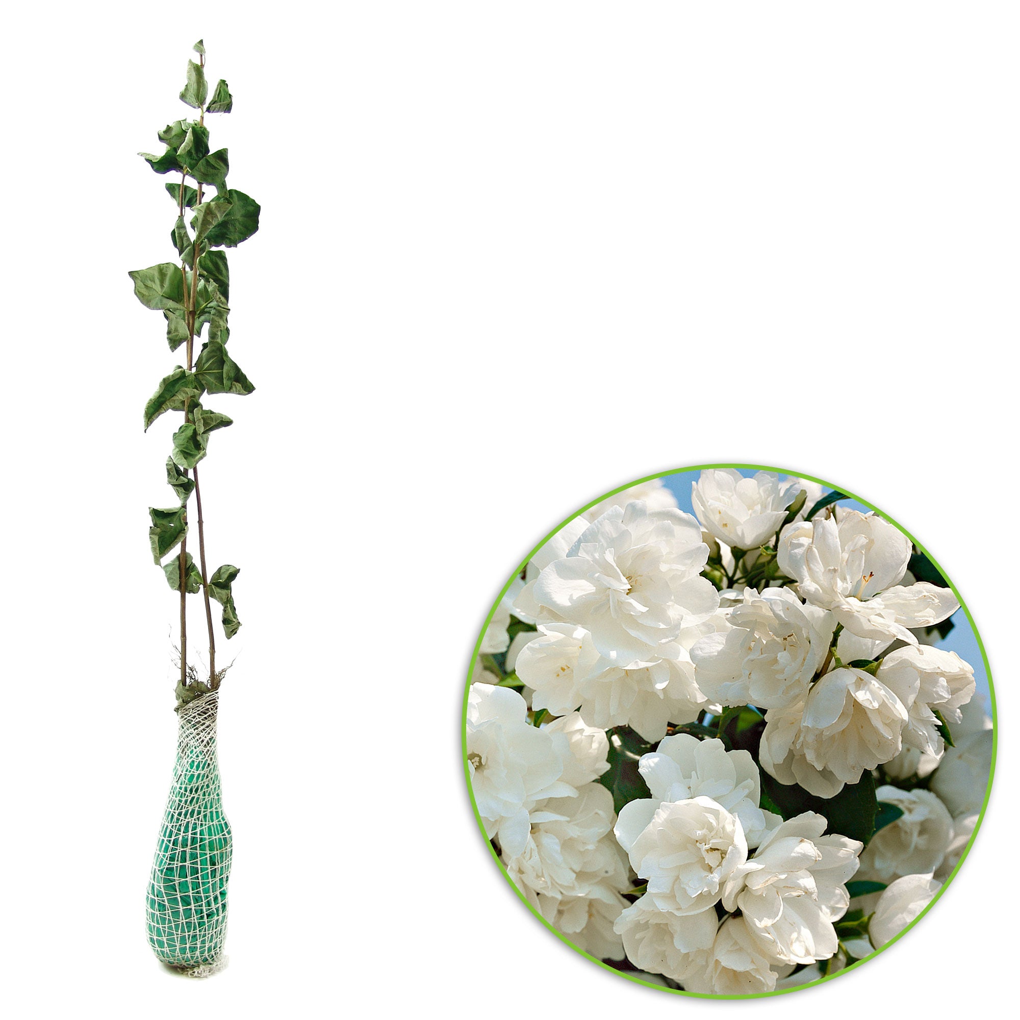 Buy ornamental shrubs now Mock orange Philadelphus 'Virginal