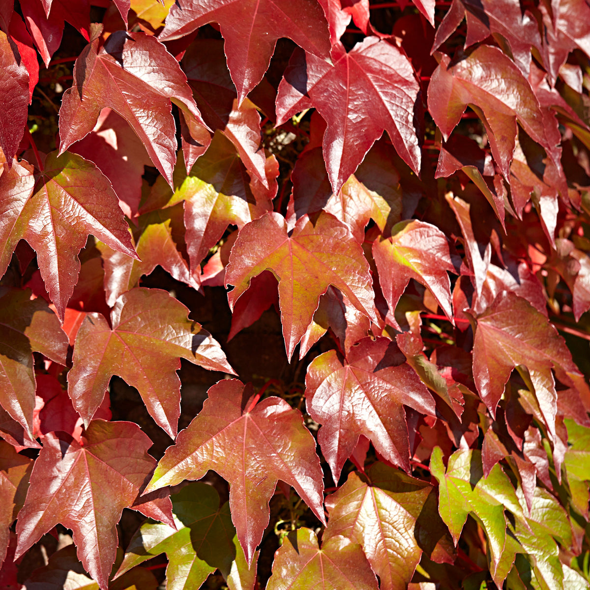 Virginia Creeper 'Veitch Boskoop' - Hardy plant Green-Red