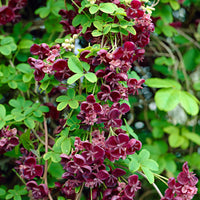 Chocolate vine 'Quinata' green-purple - Hardy plant