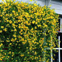 Winter Jasmine Jasminum nudiflorum Yellow - Hardy plant