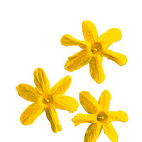 Winter Jasmine Jasminum nudiflorum Yellow - Hardy plant