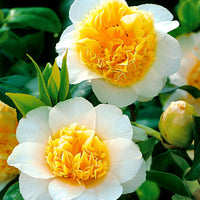 Japanese Rose Camellia 'Brushfields Yellow' white-yellow - Hardy plant