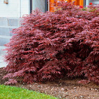 Japanese maple 'Garnet' red - Hardy plant