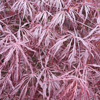 Japanese maple 'Garnet' red - Hardy plant