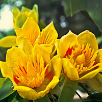 Liriodendron tulipifera - Hardy plant