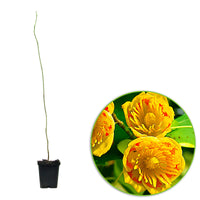 Liriodendron tulipifera - Hardy plant