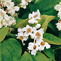 Catalpa Catalpa bignonioides white - Bare rooted - Hardy plant