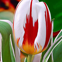 16x Tulips Tulipa 'Happy Generation' red-white