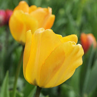 15x Tulips