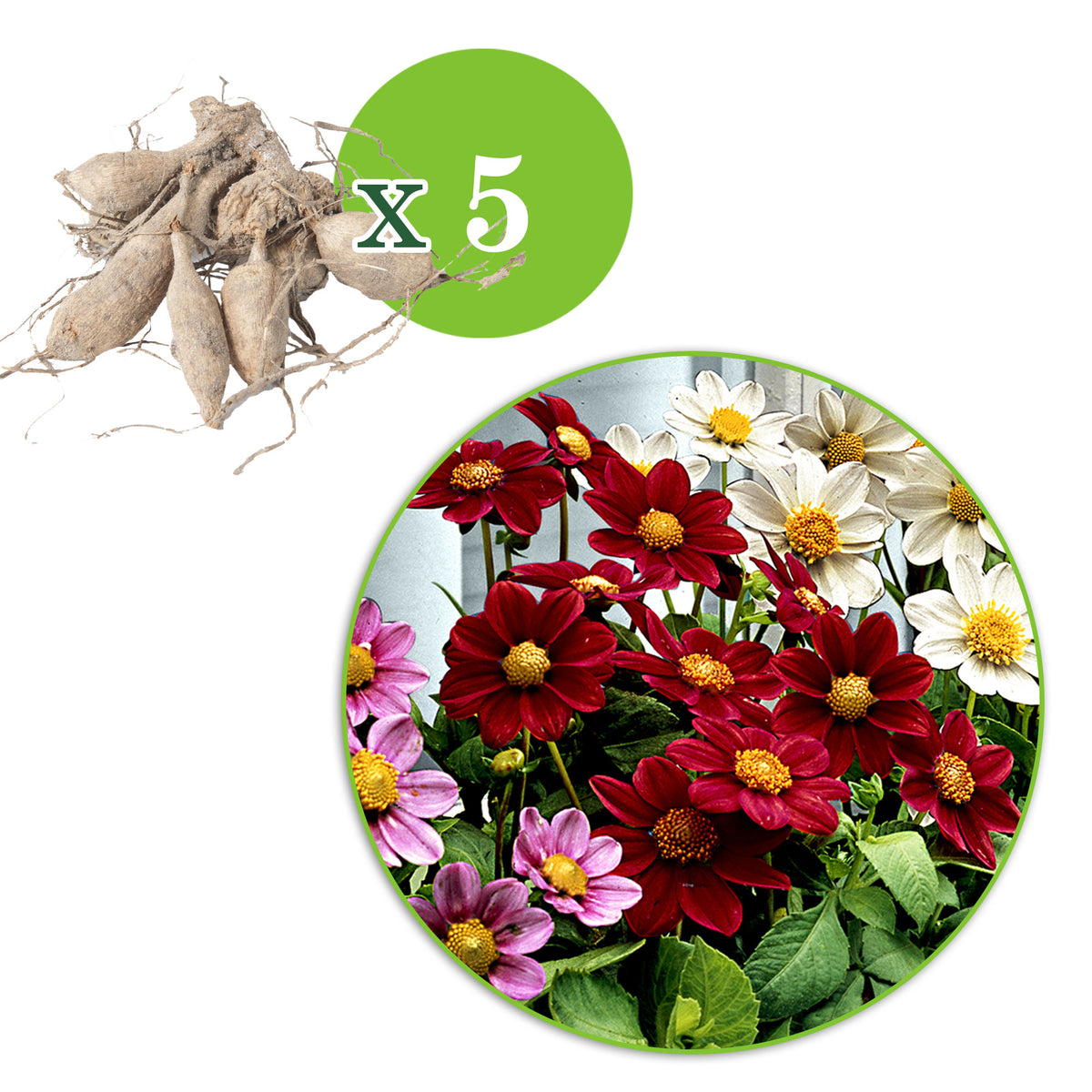 Dahlia - Mix 'Topmix'