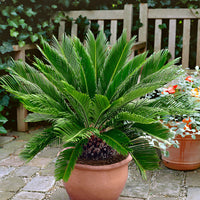 Sago palm Cycas revoluta
