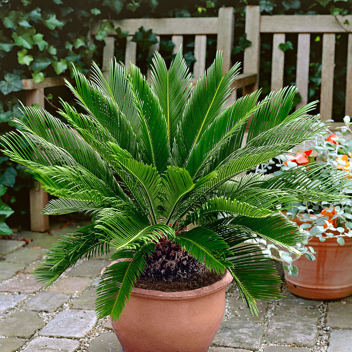 Sago palm Cycas revoluta