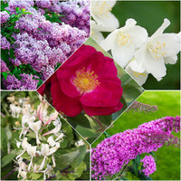 5x Fragrant hedge - Mix - Bare rooted - Hardy plant