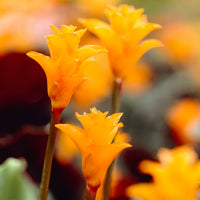 Eternal Flame Plant Calathea crocata