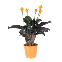 Eternal Flame Plant Calathea crocata