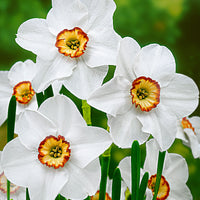 15x Daffodil  Narcissus 'Recurvus' white-orange-yellow