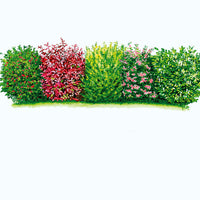 6x Evergreen hedge - Mix - Hardy - Hardy plant