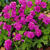 3 Cranesbill Geranium ‘Birch Double’ Pink - Bare rooted - Hardy plant