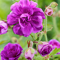 3 Cranesbill Geranium ‘Birch Double’ Pink - Bare rooted - Hardy plant