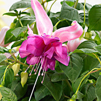 3x Double-flowered Fuchsia  'Bella Rosella' White-Pink incl. decorative pot