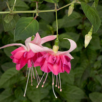 3x Double-flowered Fuchsia 'Bella Rosella' pink
