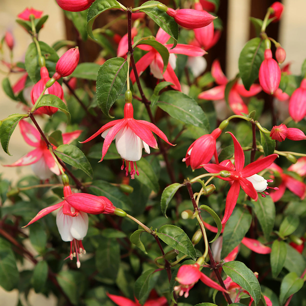3x Fuchsia 'Lady Thumb' pink-white - Hardy plant