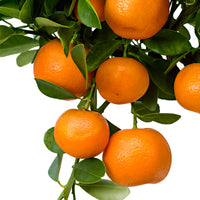 Calamondin tree Citrus mitis 'Calamondin' Orange