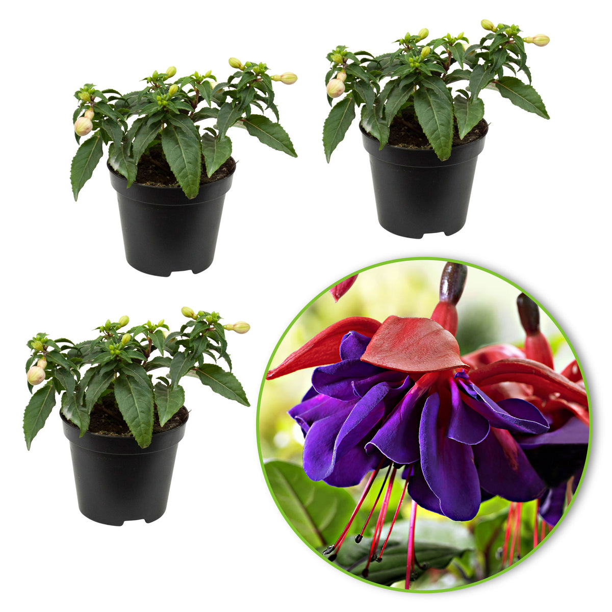 3x Double-flowered Fuchsia 'Voodoo' pink-purple