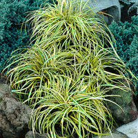 Sedge 'Evergold' yellow-green - Hardy plant