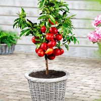 Dwarf Nectarine Tree - Hardy plant