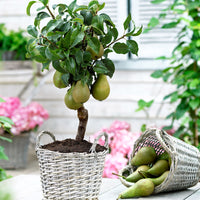 Pear tree ‘Williams‘ - Hardy plant